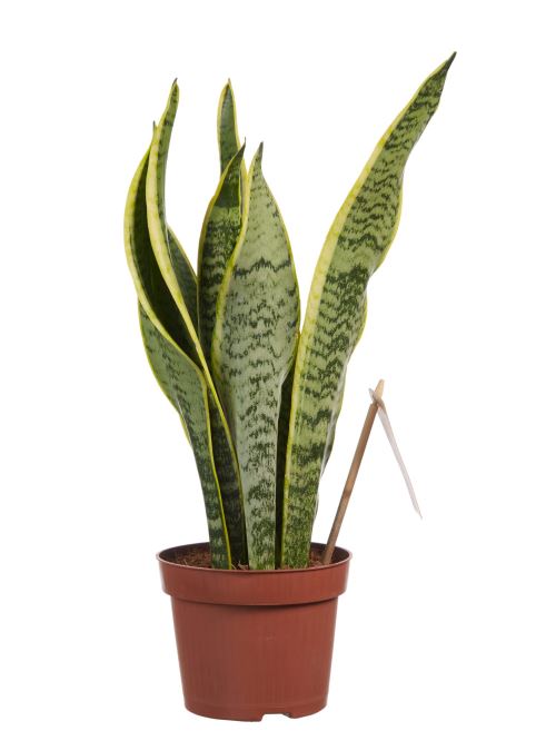 Plante d'intérieur de Botanicly – Langue de belle-mère – Hauteur: 40 cm – Sansevieria trif. Laurentii