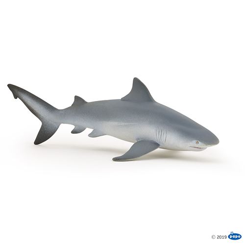 Requin bouledogue