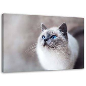 Tableau Sur Toile Image Cadre Moderne Canevas Chat Portrait 60x40 Achat Prix Fnac Tableau Sur Toile Image Cadre Moderne Canevas Chat Portrait 60x40 Achat Prix Fnac