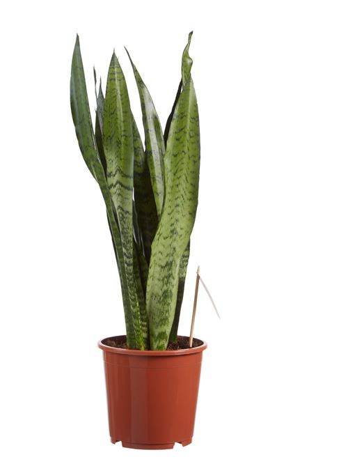 Plante d'intérieur de Botanicly – Langue de belle-mère – Hauteur: 50 cm – Sansevieria Zeylanica
