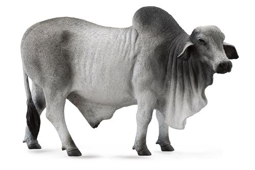 Collecta 88579 Taureau Brahman Pollé Gris
