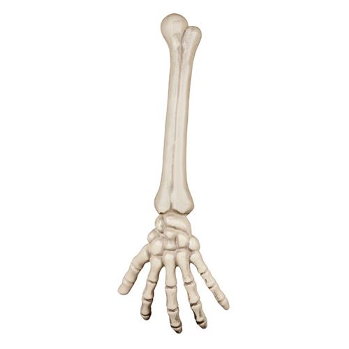 bras de squelette 46 cm