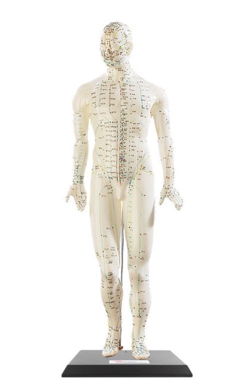 Modèle d'acupuncture 45 cm - Homme