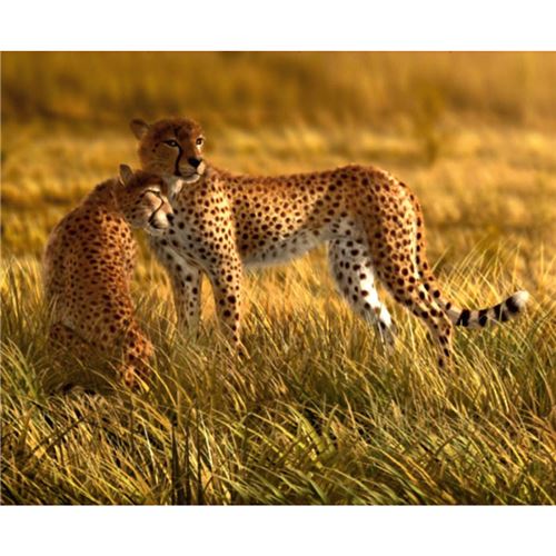 Leopards, photo murale intissée, 360x270 cm, 4 parts