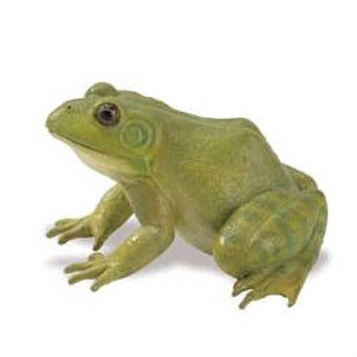 SAFARI - Grenouille taureau