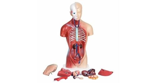 Modèle assemblage anatomique 4d organes humains pour l'enseignement scolaire 2020 - multicolore