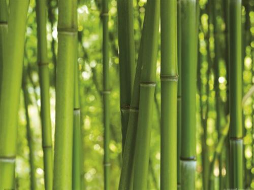 Bambous Poster Reproduction - Forêt De Bambou (60x80 cm)