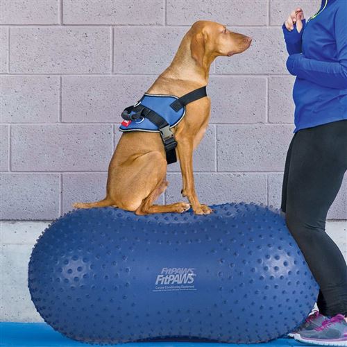 Meilleurs prix pour FitPAWS Plate-forme d'équilibre pour animaux de compagnie 60 cm Bleu