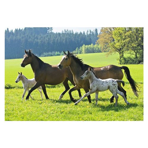 Schmidt Spiele - Puzzle 26 Et 48 Pièces - Coffret 4 Puzzles : Chevaux