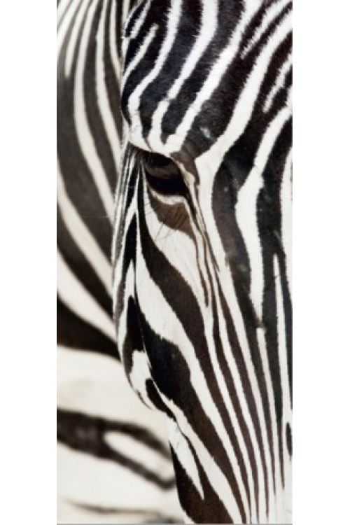 Téléchargement gratuit Images Zebres Papier Peint Photo Poster Oeil De Zebre 1 Partie 202x90 le plus cool salutations