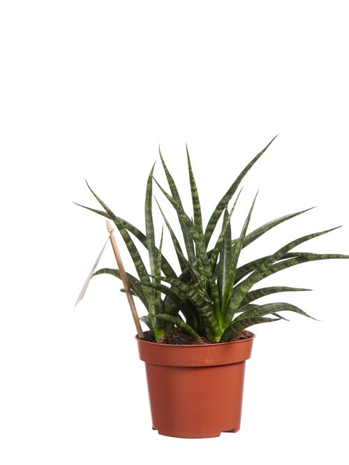 Plante d'intérieur de Botanicly – Langue de belle-mère – Hauteur: 30 cm – Sansevieria Fernwood Punk