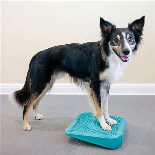 Meilleurs prix pour FitPAWS Rampe d'équilibre pour animaux de compagnie 35x35x7 cm Bleu