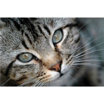 Chats Papier Peint Photo Poster Autocollant Portrait D Un Jeune Chat Tigre 1x180 Cm Autre Poster Top Prix Fnac Chats Papier Peint Photo Poster Autocollant Portrait D Un Jeune Chat Tigre 1x180 Cm Autre Poster Top Prix Fnac