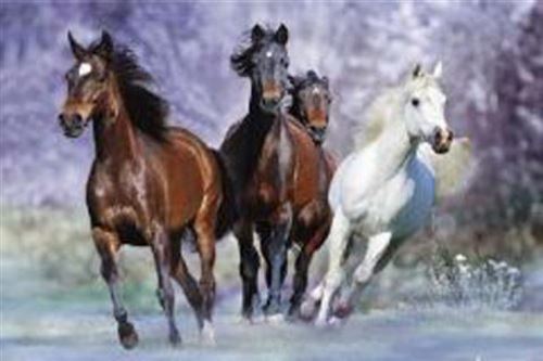 Chevaux Poster - En Hiver (61x91 cm)