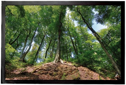 Forêts Paillasson Essuie-Pieds - Forêt Magique (40x60 cm)