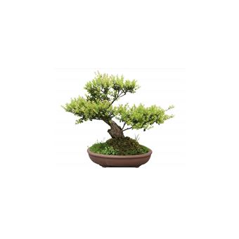 Or Brun Terreau Bonsai 4l - Terreaux paillis et substrats | fnac Belgique
