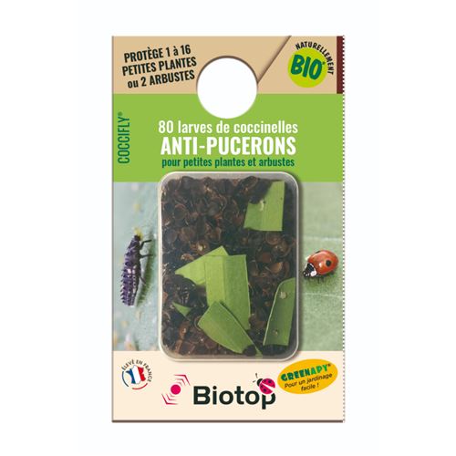 80 larves coccinelles adalia coccifly