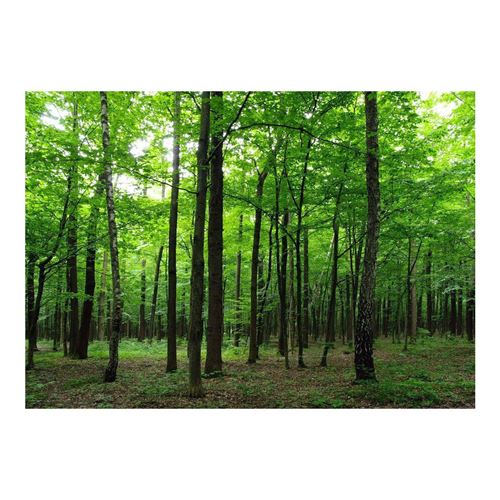 AG Design – Papiers Peint Photo – Forêt – Tapisserie Photo – Poster Photo géant – 360x254 cm – 4 lés – FTS 1324
