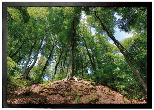 Forêts Paillasson Essuie-Pieds - Forêt Magique (50x70 cm)