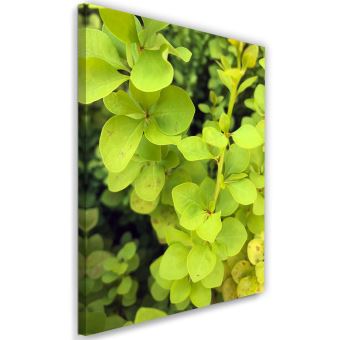 Tableau Impression Art Moderne Sur Toile Image Cadre Canevas Plante Verte 80x1 Achat Prix Fnac