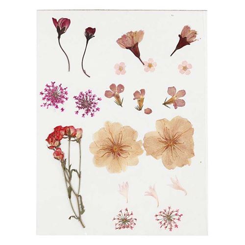 20 Fleurs séchées et pressées - Rose clair - Creotime