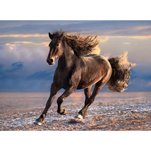 Puzzle 1000 pièces : cheval sauvage clementoni