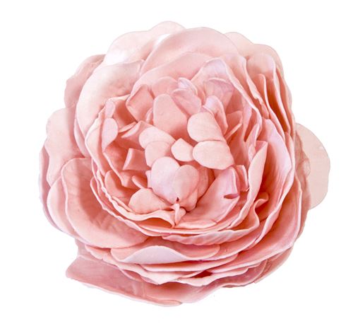 Rose ancienne soft coloris Pèche - 12 cm