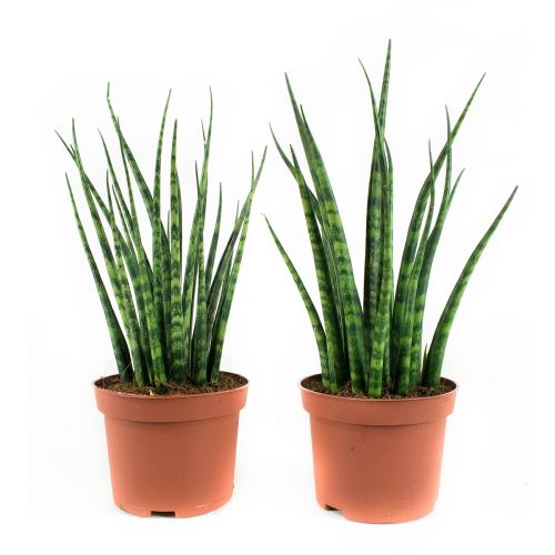 Plantes d'intérieur de Botanicly – 2 × Langue de belle-mère – Hauteur: 23 cm – Sansevieria bacularis Mikado