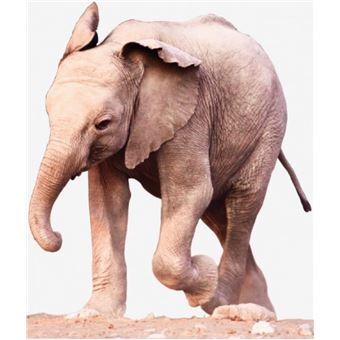 Elephants Sticker Adhesif Mural Autocollant Elephant Bebe 1x106 Cm Autocollants Muraux Top Prix Fnac Elephants Sticker Adhesif Mural Autocollant Elephant Bebe 1x106 Cm Autocollants Muraux Top Prix Fnac