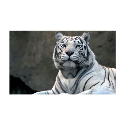 Artgeist - Papier peint - Tigre du Bengale au zoo cm