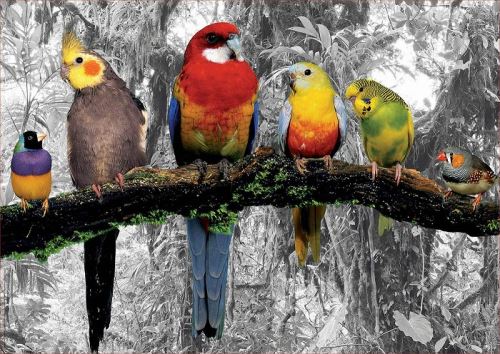Puzzle oiseaux dans la jungle - 500 pieces - educa collection animaux perroquet