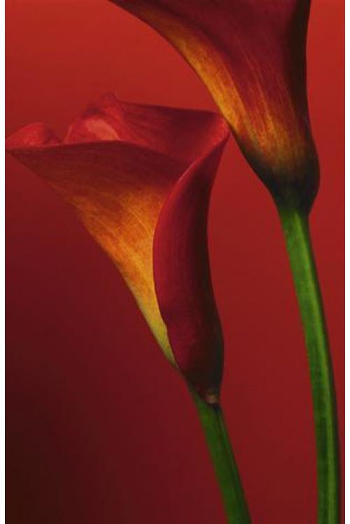 Fleurs Papier Peint Photo/Poster - Lis Calla Rouges 4 Parties (254x183 cm)