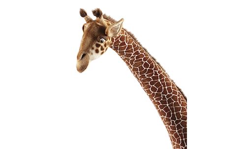 0€01 sur Peluche Jouet Géant Grande Girafe Animal Doux Poupée Cadeau  D'anniversaire De Noël 60cm - Marron - Animal en peluche - Achat & prix