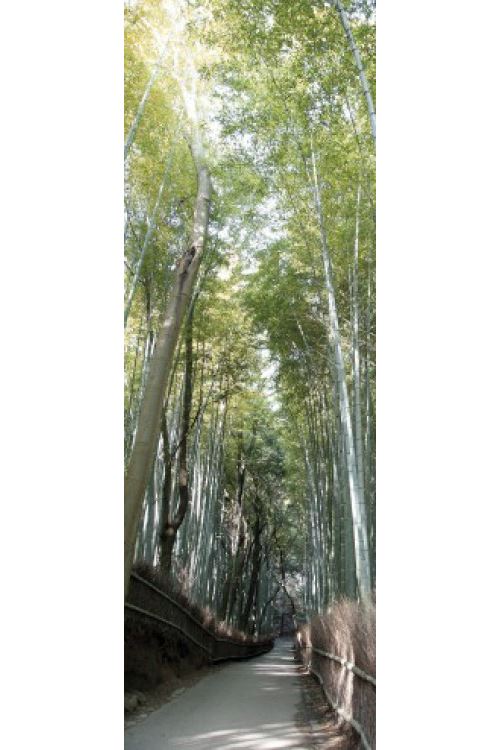 Bambous Poster Reproduction - Sentier De Bambou (158x53 cm)