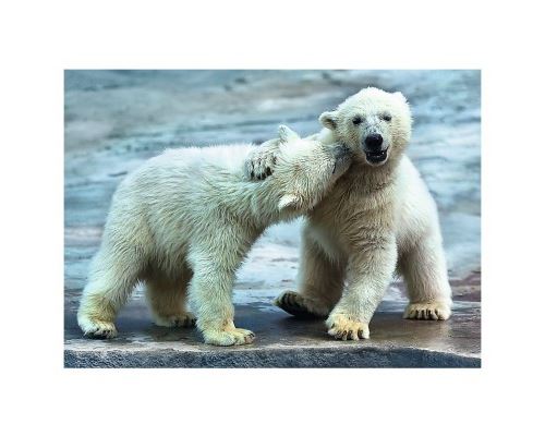 Puzzle 500 Pièces : Ours Polaires, Trefl