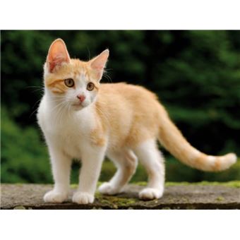 Chats Papier Peint Photo Poster Chaton Tigre Roux Et Blanc 2 Parties 180x240 Cm Autre Poster Top Prix Fnac