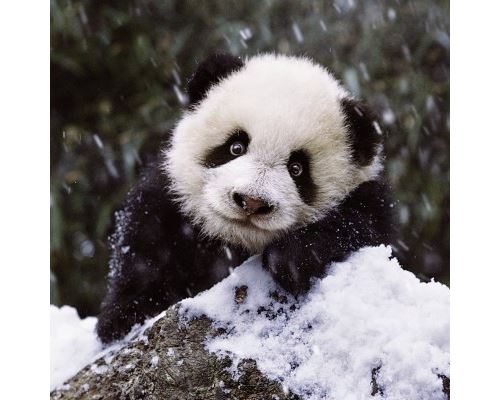 Puzzle 500 Pièces : Bébé Panda, Ravensburger