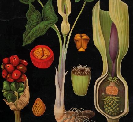'HERBARIOS IMAGINADOS. ENTRE EL ARTE Y LA CIENCIA'