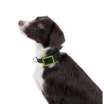 Localizador GPS Weenect para Mascotas