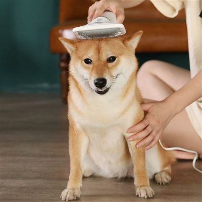 Cepillo Secador Para Mascotas Perro Peine Secador Para Perro
