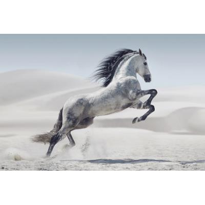 Poster Caballo Andaluz