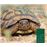 Les Tortugues De Terra I La Tortuga D`Aigua A Les Illes Bale