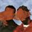 Lp-love.jones(blanco/naranja/marron