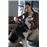 Aspirador escoba sin cable Xiaomi Vacuum Cleaner G20 Max