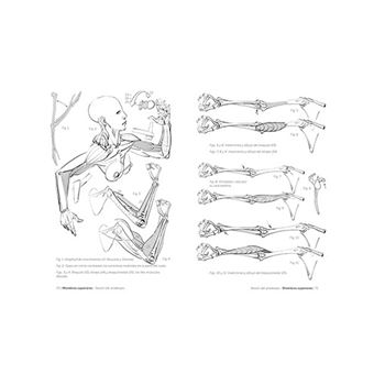 Libro Anatomía Artística 5: Articulaciones y Funciones Musculares De Michel  Lauricella - Buscalibre