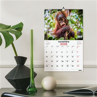 Edition Seidel Calendario Premium Canguros Magistrales Springer 2026 Formato DIN A4 Calendario