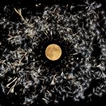 All Of This Is Chance - CD