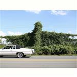 When I Go I Ghost - Vinilo