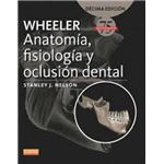 Wheeler-anatomia, fisiologia y oclu