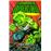 Savage Dragon nº 01